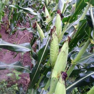 Meet your Posher, Gavilan